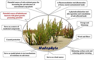 Mining Halophytes for Plant Growth-Promoting Halotolerant Bacteria to Enhance the Salinity Tolerance of Non-halophytic Crops